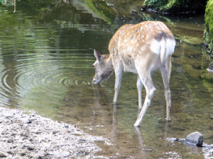 水を飲む鹿